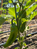Anaheim Peppers