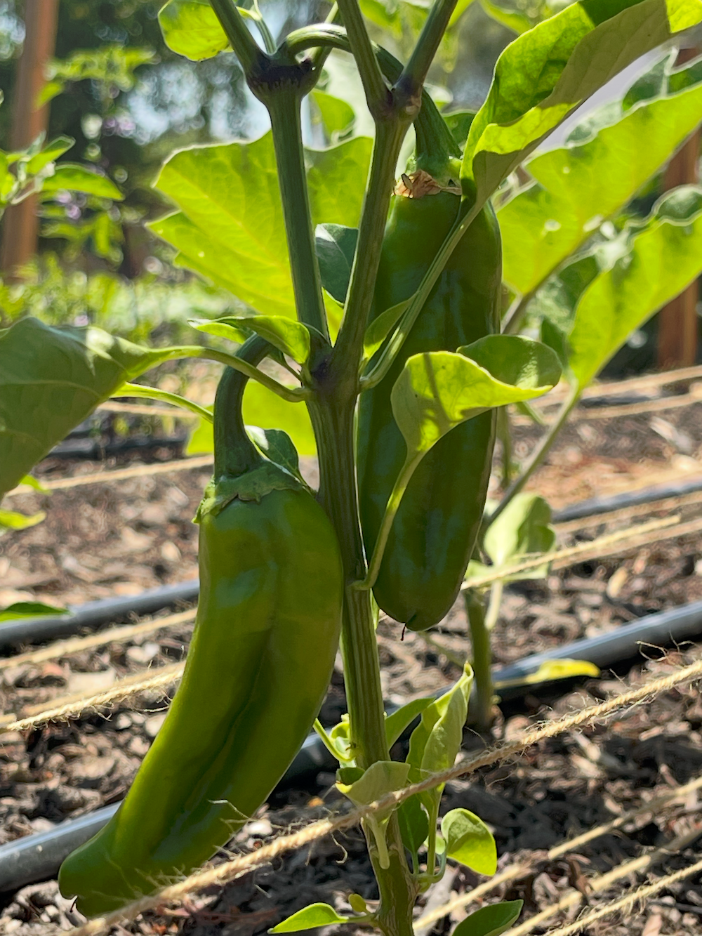 Anaheim Peppers
