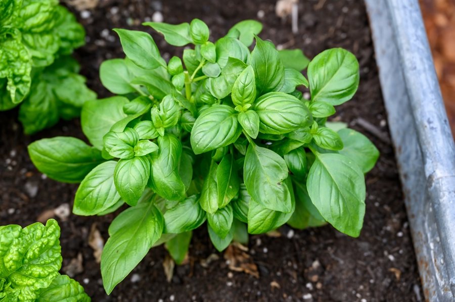 Sweet Basil