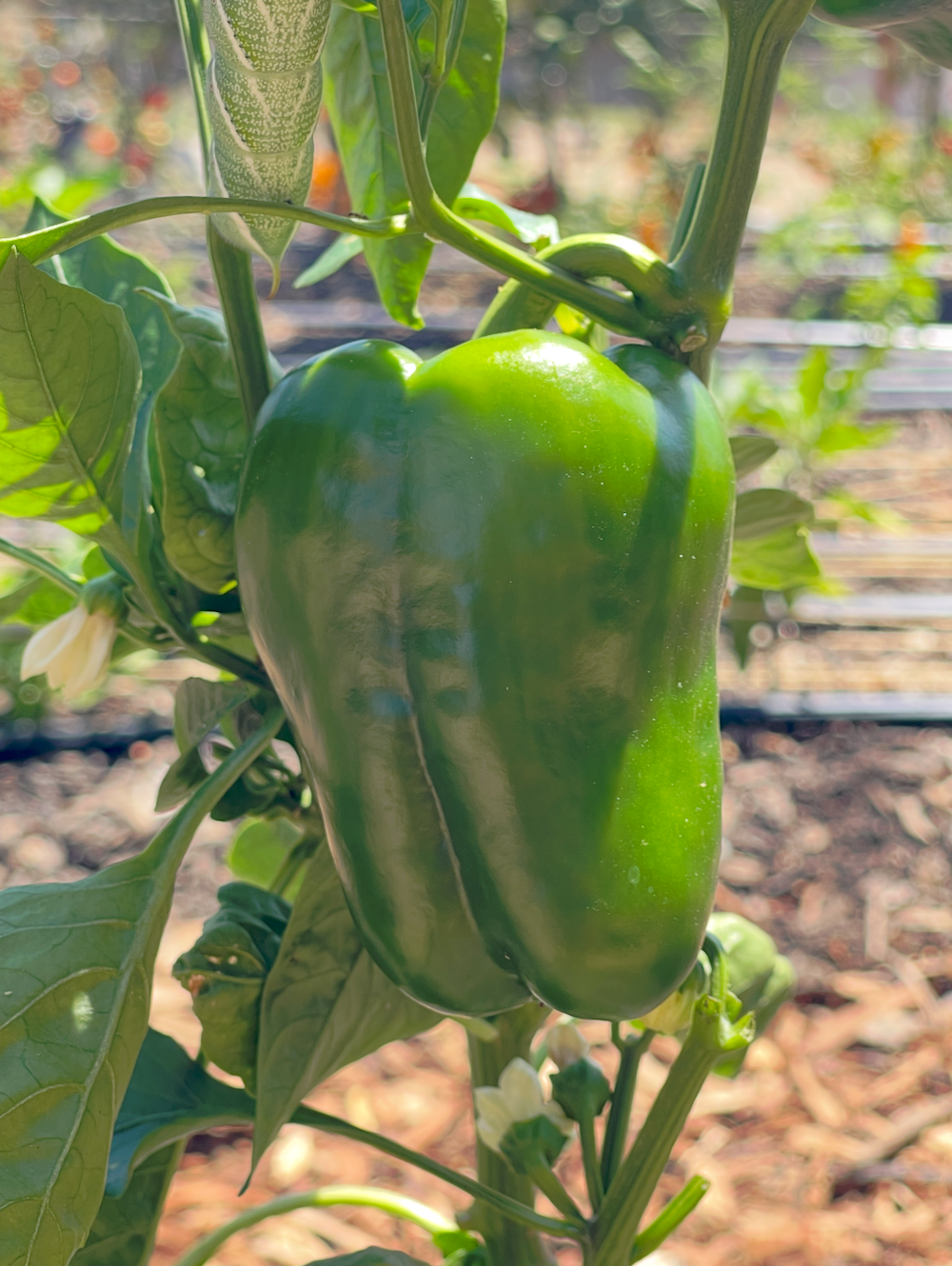 Bell Peppers