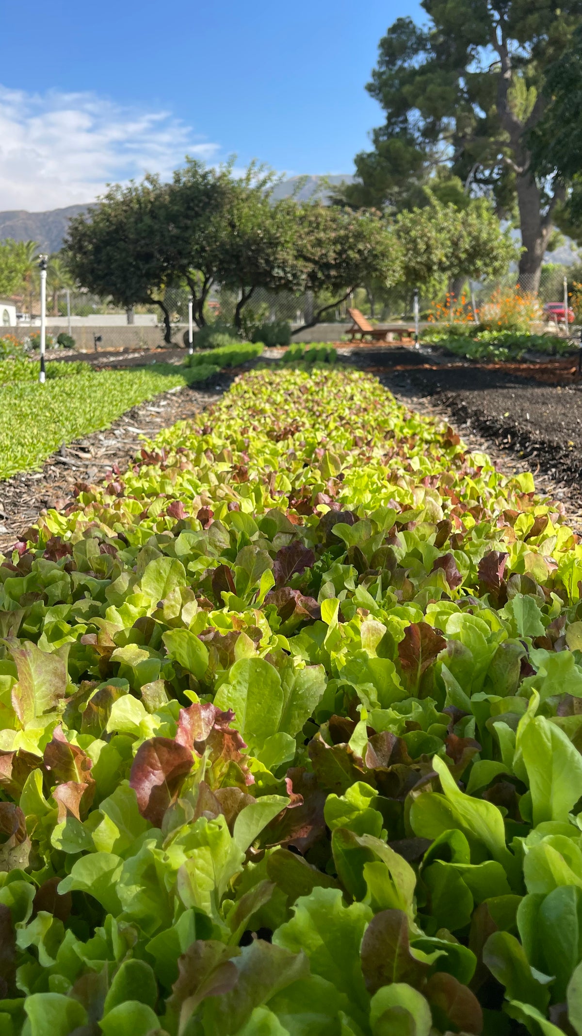 Baby Lettuce Mix