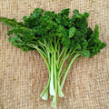 Italian Parsley