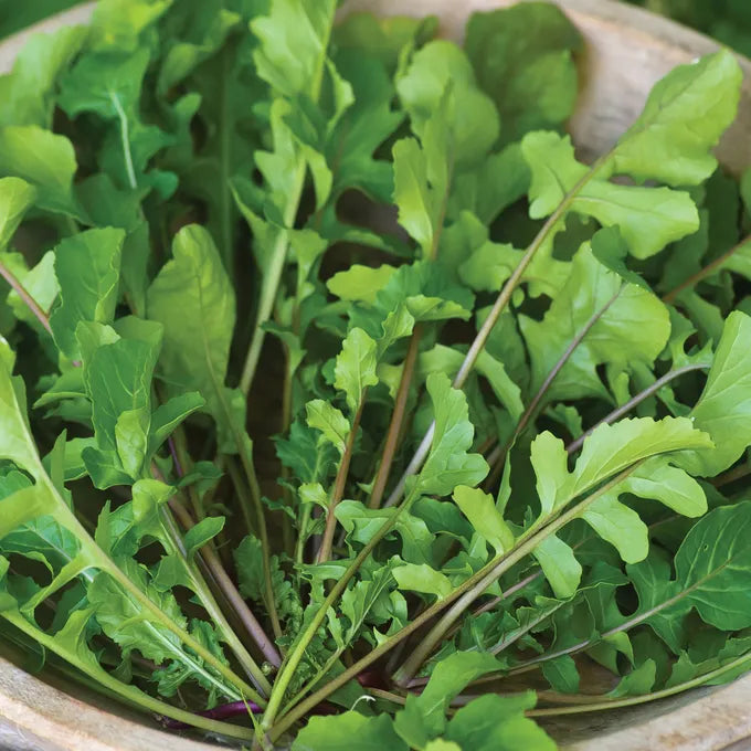 Wild Rocket Arugula