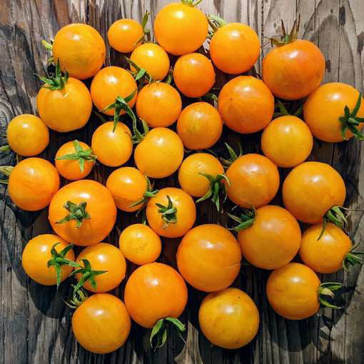 Yellow Canary Tomatoes