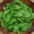 Astro Arugula