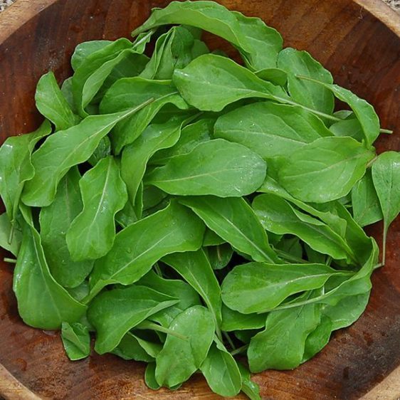 Astro Arugula