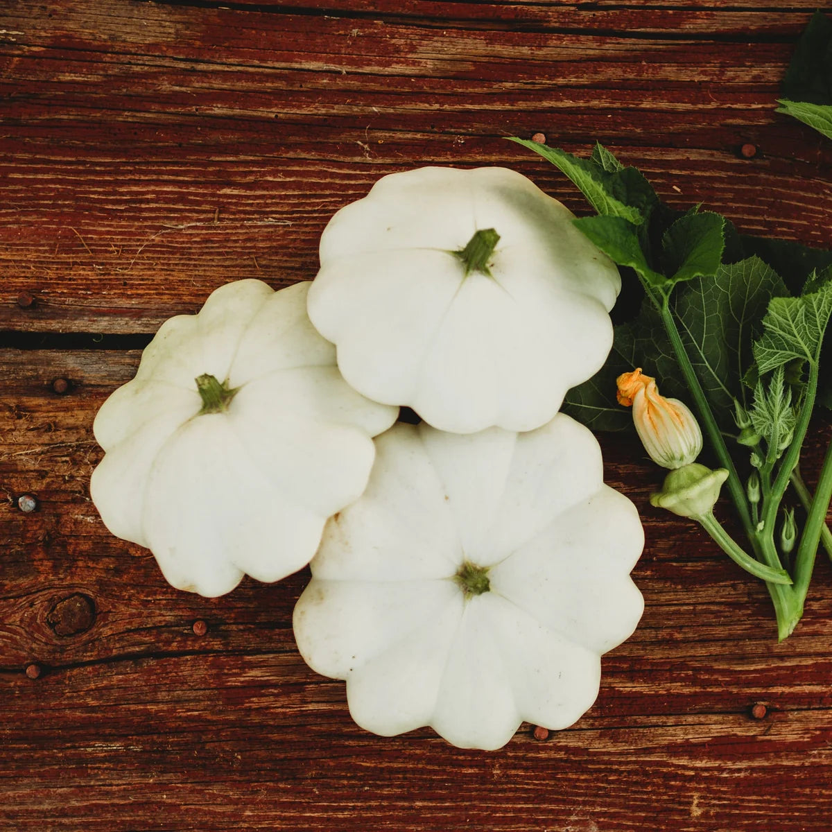 White Patty Pan Squash