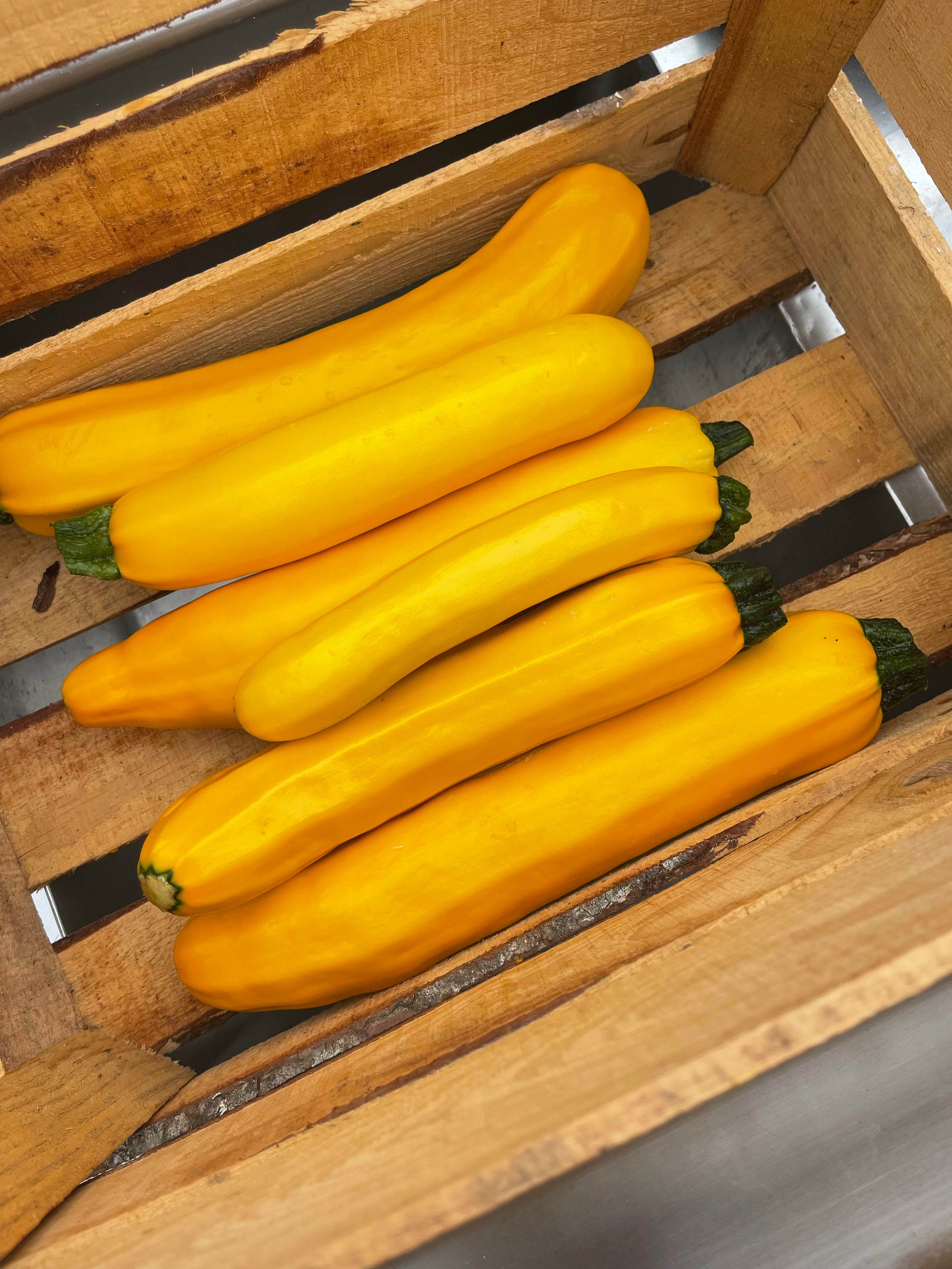 Yellow Squash