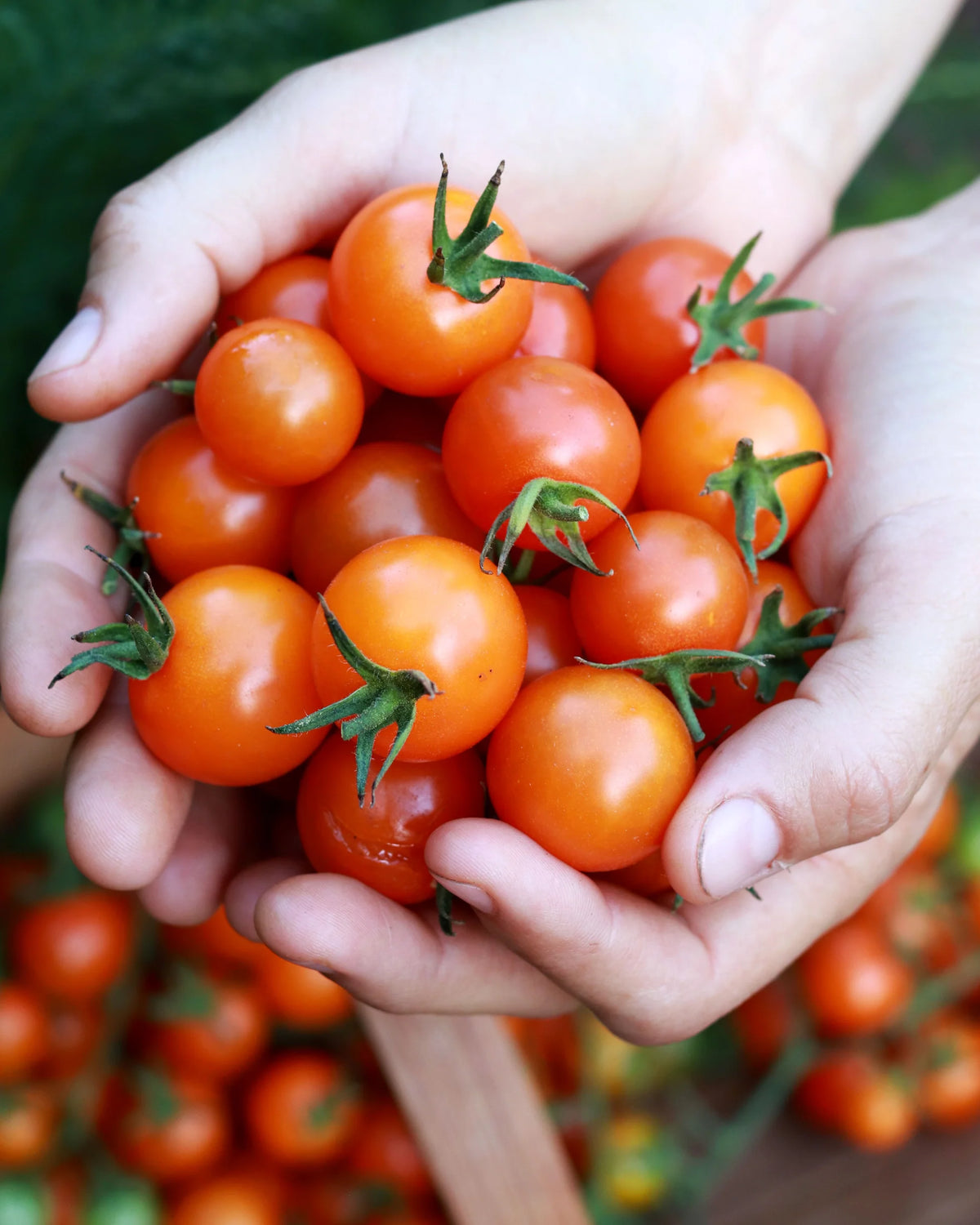 Sungold Tomatoes